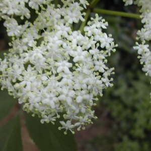 Photographie n°45577 du taxon Sambucus nigra L. [1753]