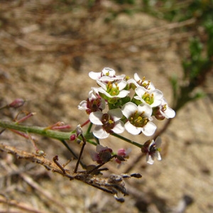 Photographie n°45589 du taxon Lobularia maritima subsp. maritima