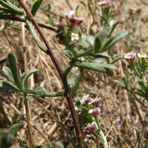 Photographie n°45590 du taxon Lobularia maritima subsp. maritima