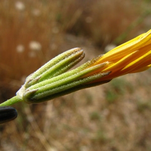 Photographie n°45598 du taxon Chondrilla juncea L. [1753]