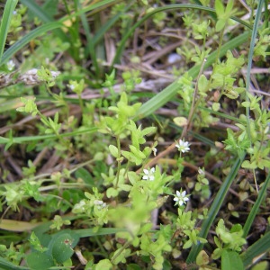 Photographie n°45603 du taxon Arenaria serpyllifolia L. [1753]