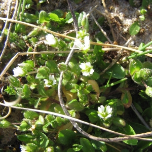 Photographie n°45604 du taxon Cerastium diffusum Pers. [1805]