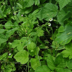 Photographie n°45608 du taxon Cerastium fontanum Baumg. [1816]