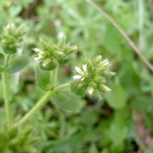 Photographie n°45609 du taxon Cerastium glomeratum Thuill. [1799]