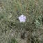  Augustin Roche - Dianthus hyssopifolius subsp. gallicus (Pers.) Laínz & Muñoz Garm. [1987]