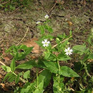 Photographie n°45627 du taxon Myosoton aquaticum (L.) Moench [1794]