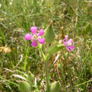 Photographie n°45640 du taxon Silene conica L.