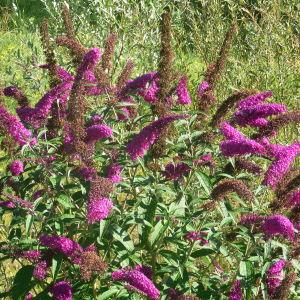 Photographie n°45649 du taxon Buddleja davidii Franch. [1887]