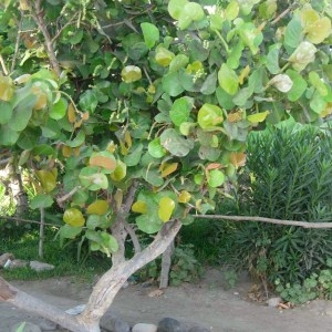 Photographie n°45661 du taxon Coccoloba uvifera (L.) L.