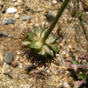 Photographie n°45668 du taxon Jasione crispa subsp. maritima (Duby) Tutin [1973]