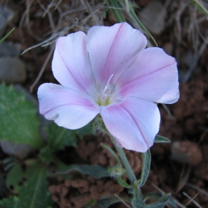 Photographie n°45682 du taxon Convolvulus lineatus L. [1759]