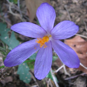 Photographie n°45683 du taxon Crocus nudiflorus Sm. [1798]