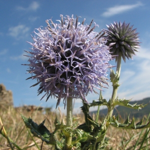 Photographie n°45684 du taxon Echinops ritro L. [1753]