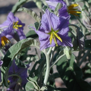 Solanum roemerianum Scheele (Morelle à feuilles de chalef)