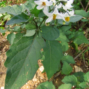 Photographie n°45686 du taxon Solanum nigrum L. [1753]