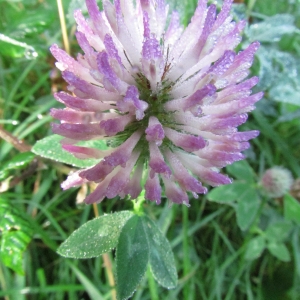 Photographie n°45687 du taxon Trifolium pratense L. [1753]