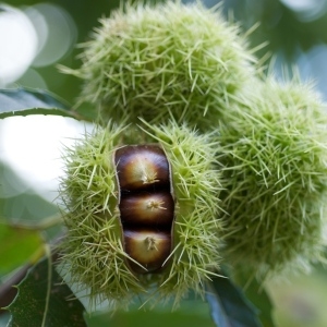 Photographie n°45692 du taxon Castanea sativa Mill. [1768]