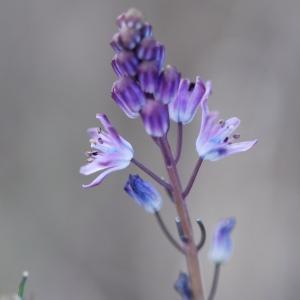 Photographie n°45697 du taxon Scilla autumnalis L. [1753]