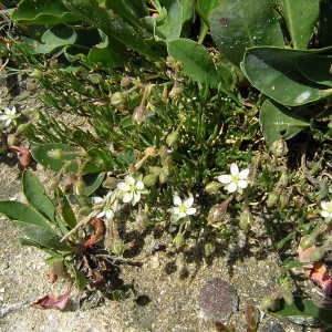 Photographie n°45708 du taxon Spergularia media (L.) C.Presl [1826]