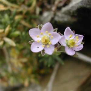 Photographie n°45712 du taxon Spergularia rupicola Lebel ex Le Jol. [1860]