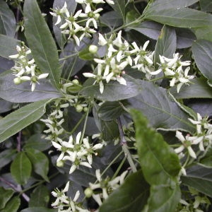 Photographie n°45720 du taxon Euonymus europaeus L. [1753]