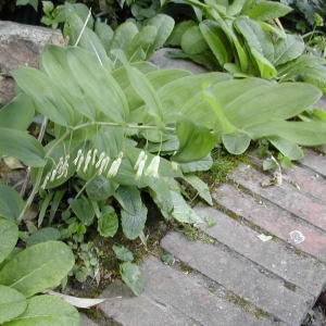 Photographie n°45730 du taxon Polygonatum multiflorum (L.) All. [1785]