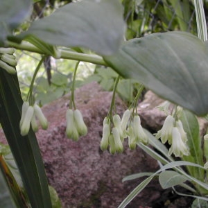 Photographie n°45733 du taxon Polygonatum multiflorum (L.) All. [1785]