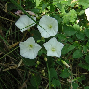 Photographie n°45745 du taxon Convolvulus arvensis L. [1753]