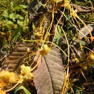  - Cuscuta scandens subsp. scandens