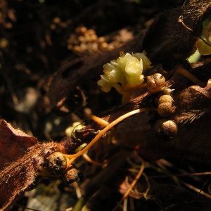  - Cuscuta scandens subsp. scandens