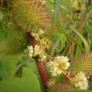  - Cuscuta scandens subsp. scandens