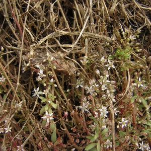 Photographie n°45756 du taxon Sedum cepaea L. [1753]