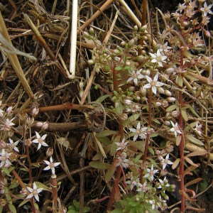 Photographie n°45757 du taxon Sedum cepaea L. [1753]