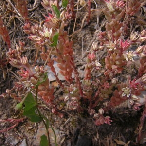 Photographie n°45761 du taxon Sedum rubens L. [1753]