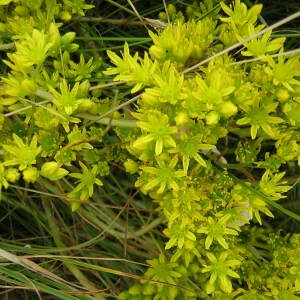 Photographie n°45762 du taxon Sedum rupestre L. [1753]