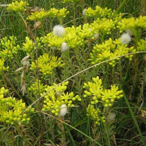 Photographie n°45763 du taxon Sedum rupestre L. [1753]