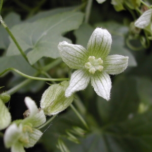 Photographie n°45767 du taxon Bryonia dioica Jacq. [1774]