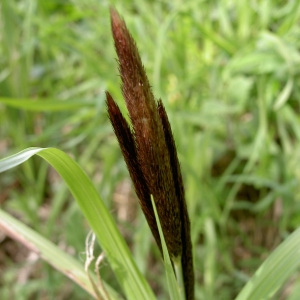  - Carex acuta L. [1753]