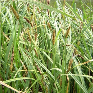 Photographie n°45781 du taxon Carex acutiformis Ehrh. [1789]