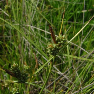 Photographie n°45789 du taxon Carex extensa Gooden. [1794]