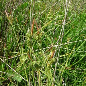 Photographie n°45790 du taxon Carex extensa Gooden. [1794]