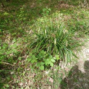 Photographie n°45792 du taxon Carex pendula Huds. [1762]