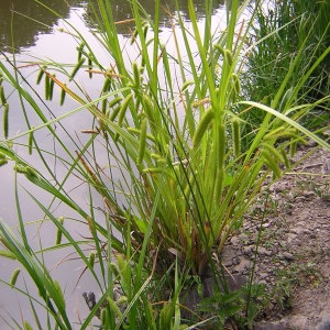 Photographie n°45793 du taxon Carex pseudocyperus L. [1753]