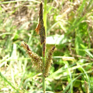  - Carex trinervis Degl. ex Loisel. [1807]