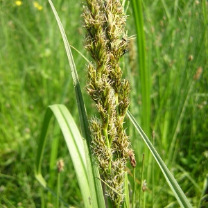 Photographie n°45808 du taxon Carex vulpina L. [1753]