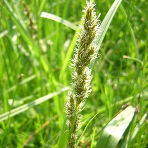 Photographie n°45809 du taxon Carex vulpina L. [1753]