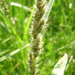 Photographie n°45810 du taxon Carex vulpina L. [1753]