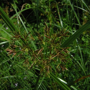 Photographie n°45812 du taxon Cyperus longus L. [1753]