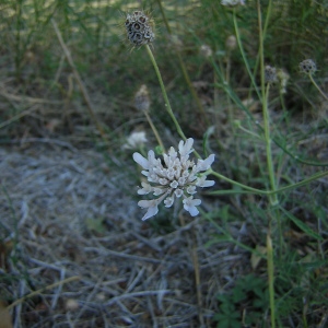 Photographie n°45827 du taxon Cephalaria leucantha (L.) Schrad. ex Roem. & Schult. [1818]