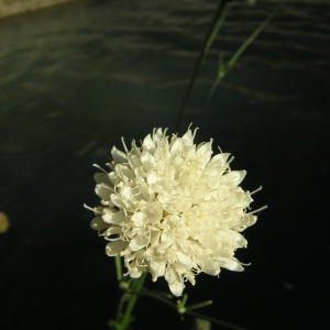 Photographie n°45828 du taxon Cephalaria leucantha (L.) Schrad. ex Roem. & Schult. [1818]